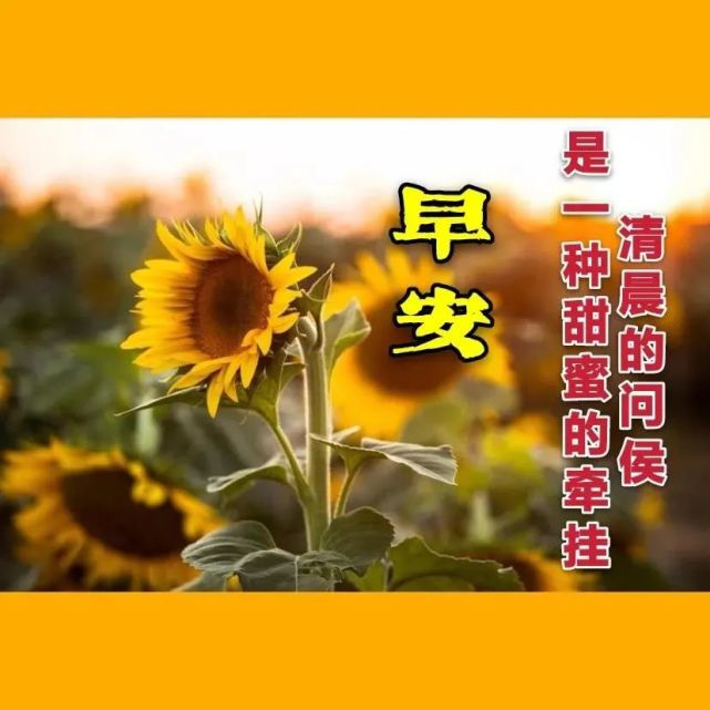 2021最新漂亮早上好图片祝福语带字1月份最美冬日早安问候祝福鲜花