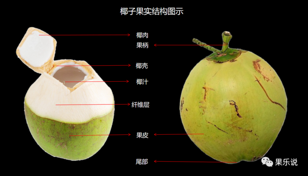 椰青的果实结构由:果柄,表皮,纤维层,椰壳,椰肉,椰汁组成,一个个椰子