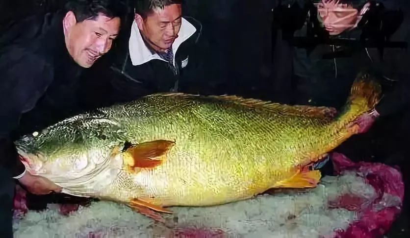 最贵的鱼:金钱鳘(2.85万元/斤)