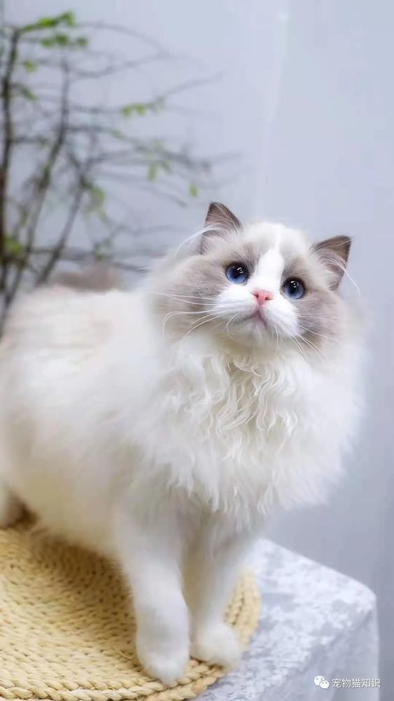 布偶猫跟波斯猫有哪些区别?