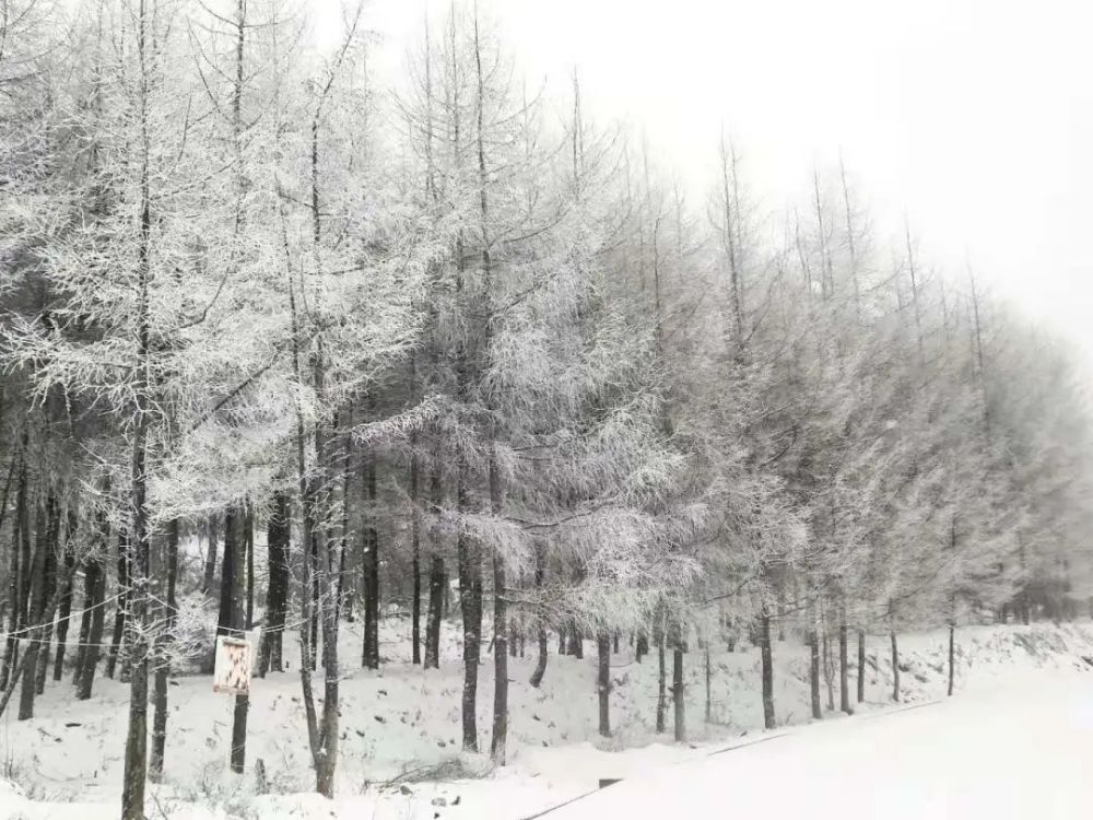 【雪景】2021巫山第一场雪,美不胜收!