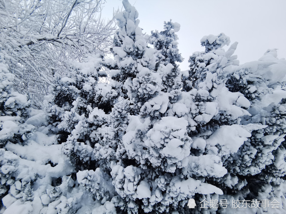 在"雪窝子"里自娱自乐,请看几条关于烟台下雪的段子