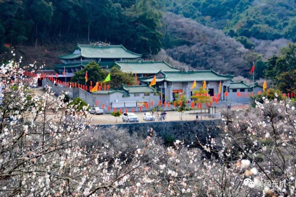 东坑镇共光万亩梅花陆续开放,约吗