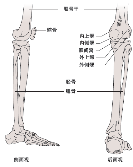 的结构吧~其实,认识膝关节结构有助于判断伤病的位置以及伤病的类型