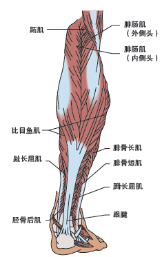 膝关节后侧的腓肠肌的主要作用是绷直脚面(跖屈),同时腓肠肌还与腘绳