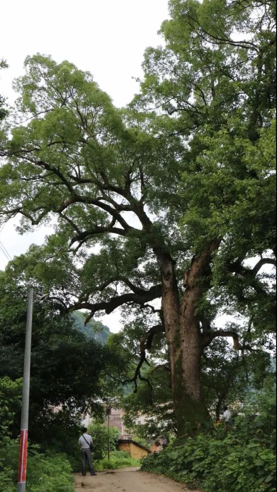 青莲镇香江村樟树