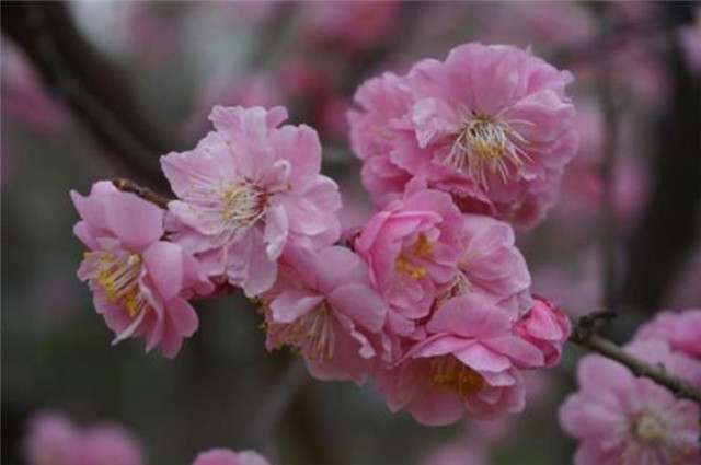 赏读邵雍梅花诗五首:数点梅花天地春,忽逢甲子又兴元_腾讯新闻