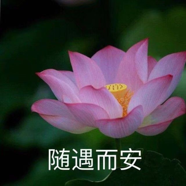 莲花沙雕头像