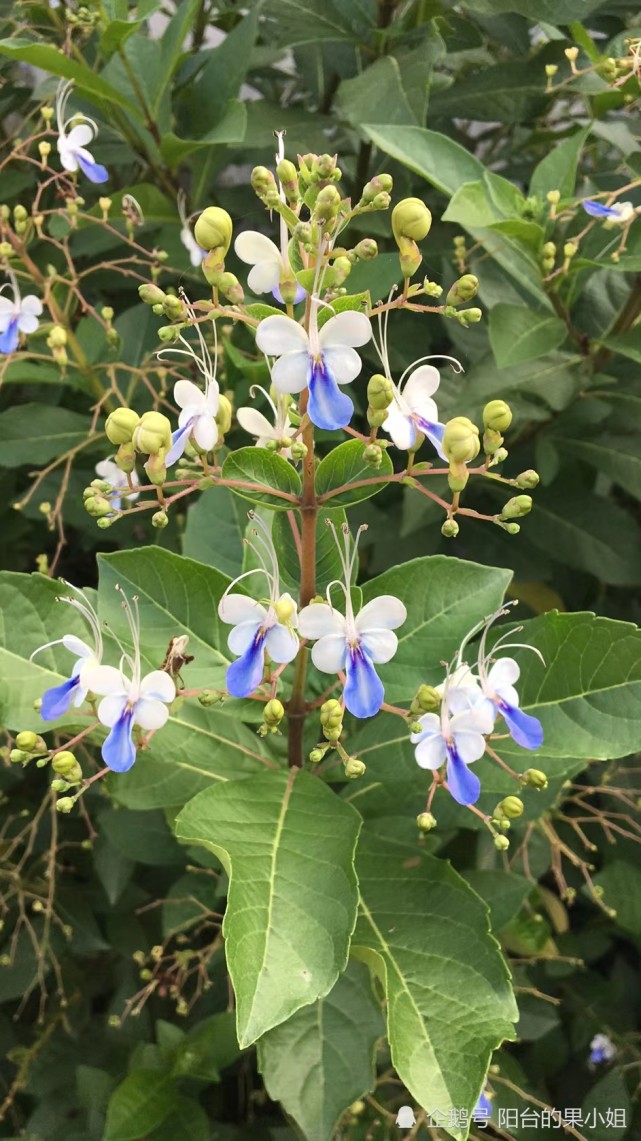 冬日盆栽新宠:垂花茉莉