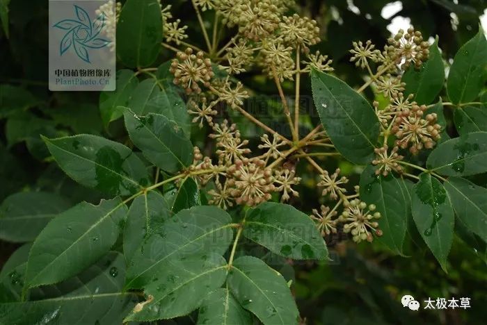 岩五加见过吗祛风除湿散寒止痛治关节痛胃痛