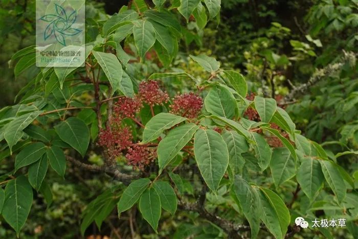 岩五加见过吗祛风除湿散寒止痛治关节痛胃痛