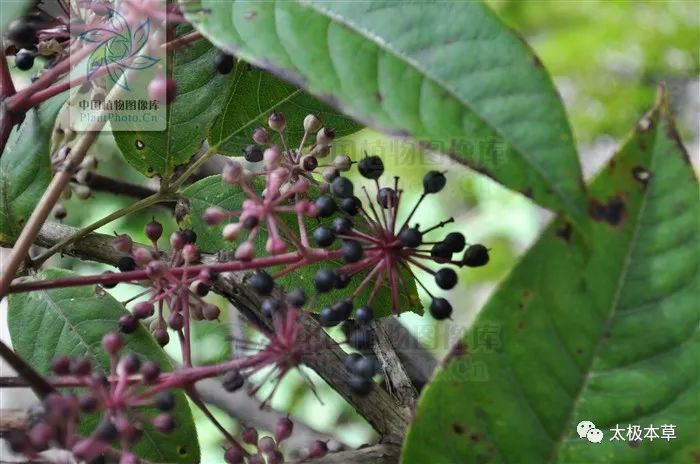 岩五加见过吗祛风除湿散寒止痛治关节痛胃痛