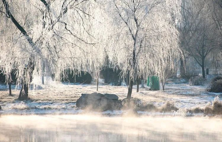 柳树圈人口_柳树简笔画