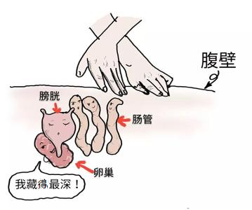 道理也简单,卵巢位于肚脐靠下的双侧髂窝区,就是小腹那里比较深的位置