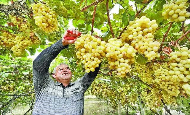 新疆又有27种农产品入选全国名特优新农产品名录
