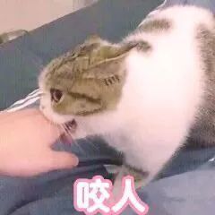 【表情包】心如死灰