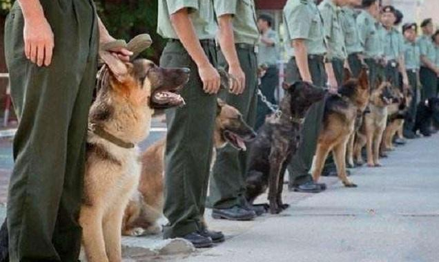 优点显而易见,经过训练,可以作为警犬,优点就不用多说了,极通人性.