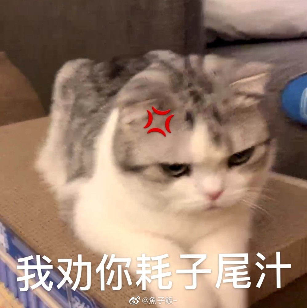 猫咪表情包‖香香软软的小泡芙专场～今天是甜甜的小猫咪鸭