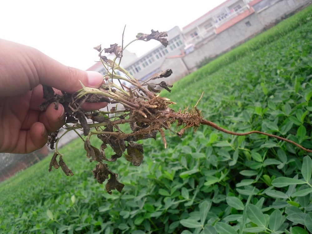 花生根腐病是一种土传病害,整个生育期都可发病,如何有效防治?