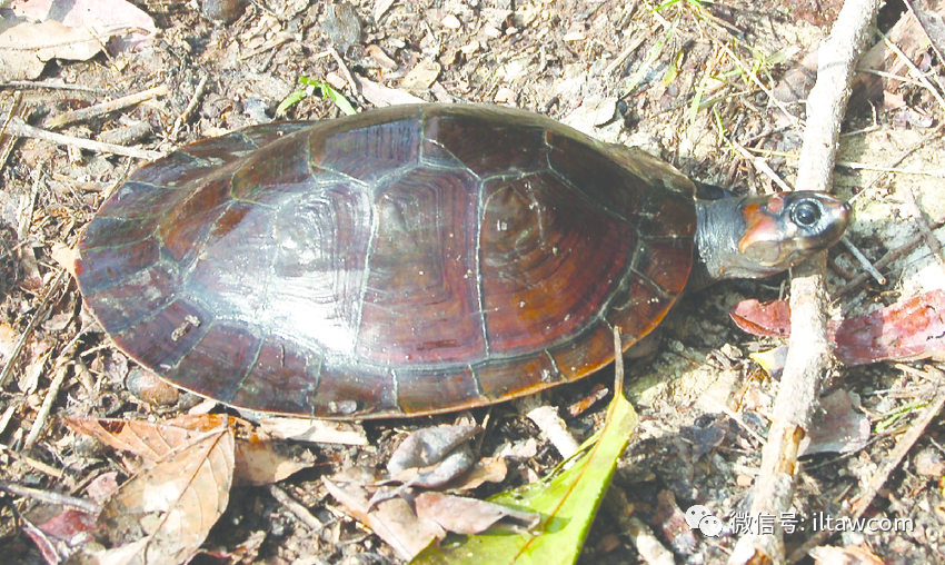物种图册红头侧颈龟