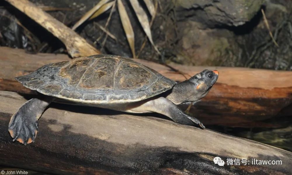 红头侧颈龟,分布于南美洲奥里诺科河上游,委内瑞拉南部的亚马逊盆地