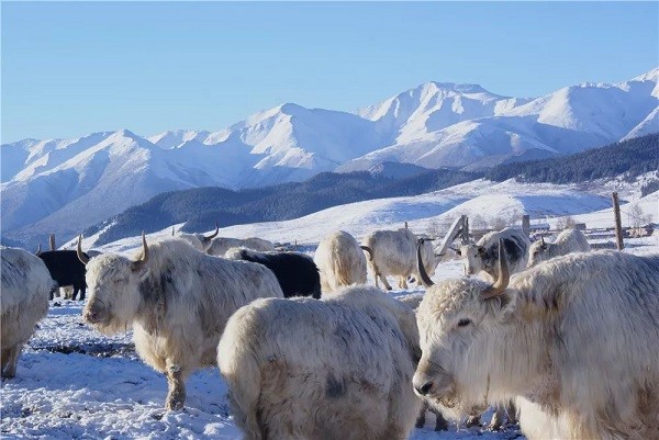 天祝白牦牛,撒落在雪域高原的"白珍珠"