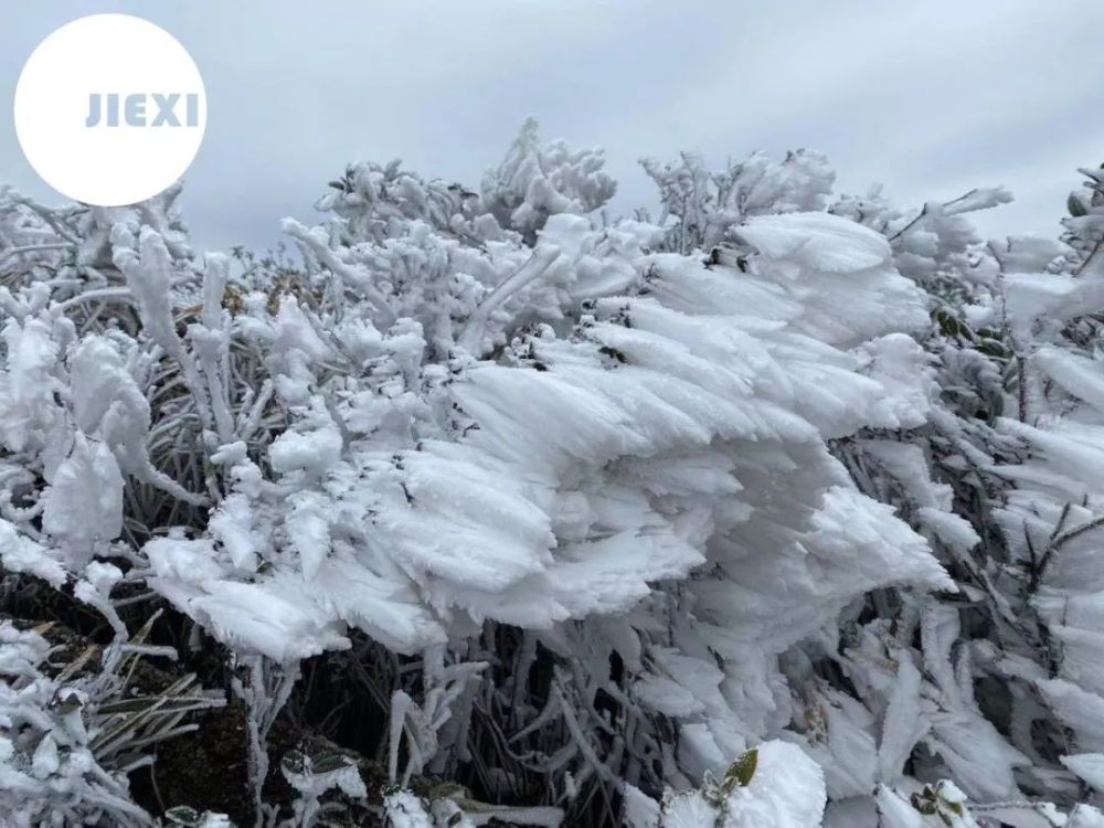 今天清晨,揭阳第一峰揭西李望嶂,丰顺八乡山鸿图嶂出现大面积雾凇