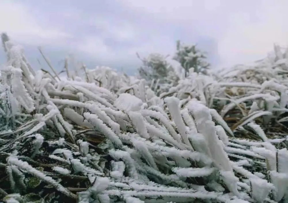 清远连山金子山等地 高寒山区气温降至-5℃到-1 也分别出现了雾凇
