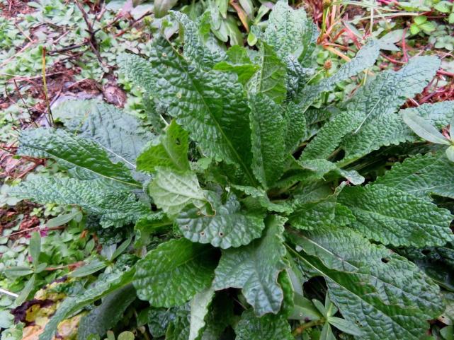 农村一种杂草学名雪见草全草可入药能对付痔疮有一套