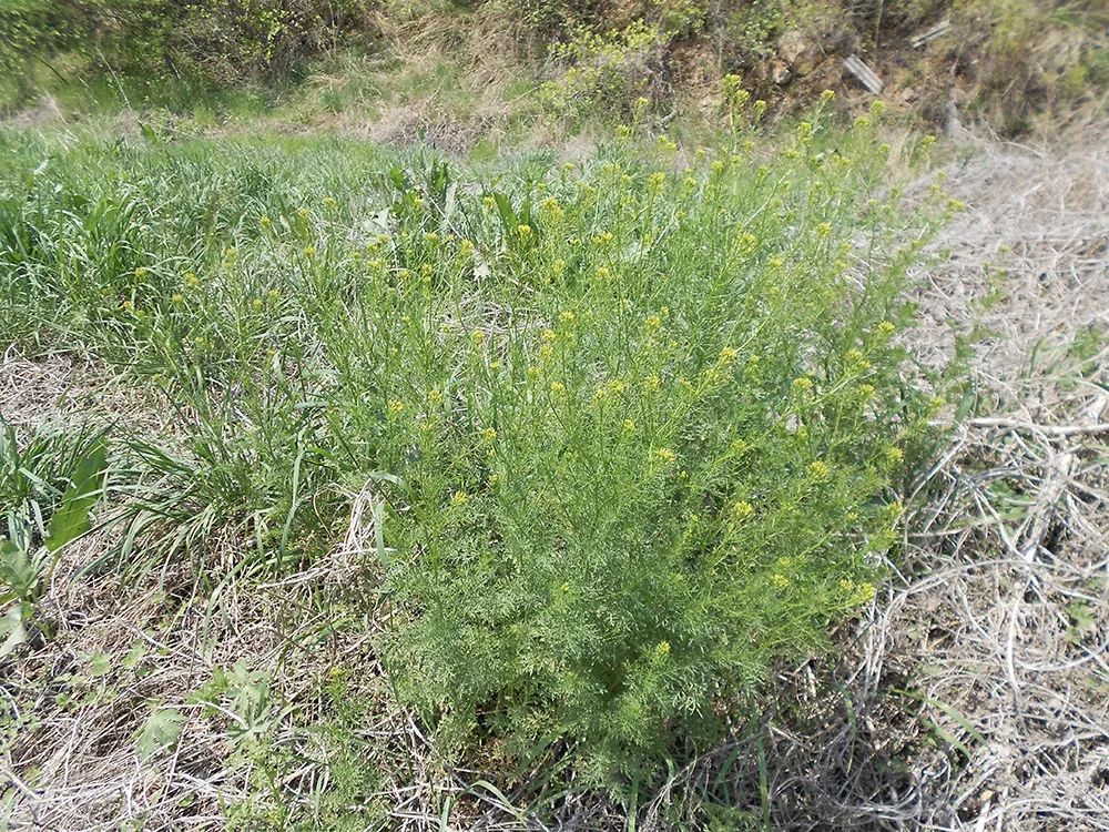 今天就要说这样一种野草,它俗称"麦蒿,长得像艾草