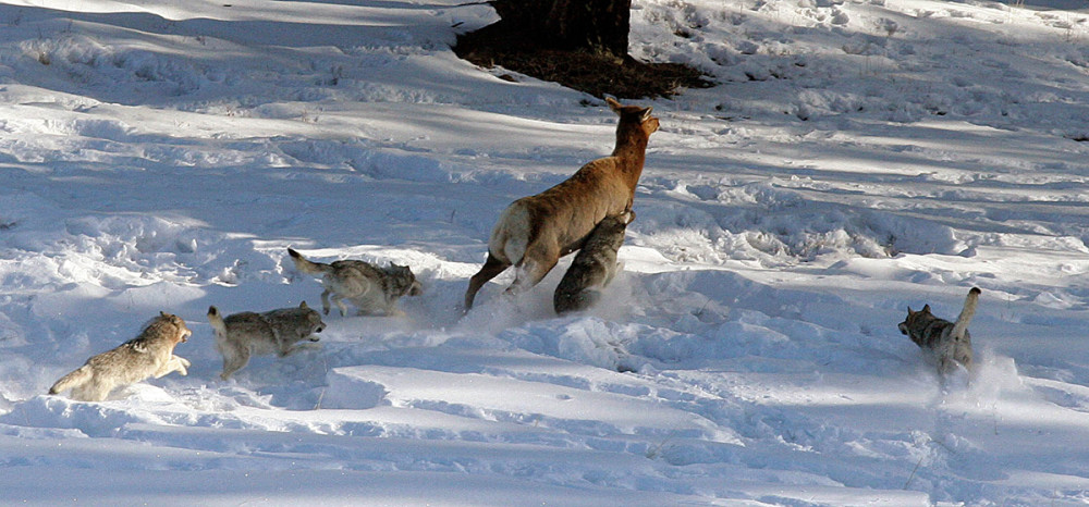雄性领导的狼群,雌性领导的鬣狗群,哪个群体更强大?