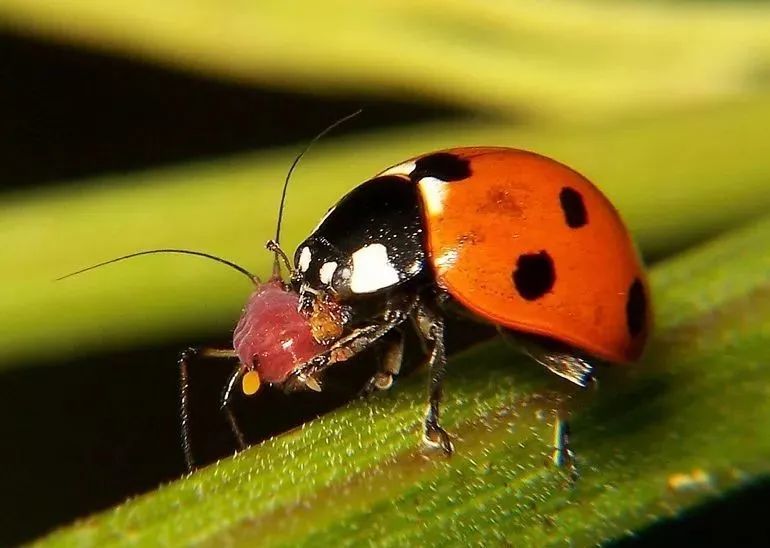 以虫治虫常见昆虫天敌图谱