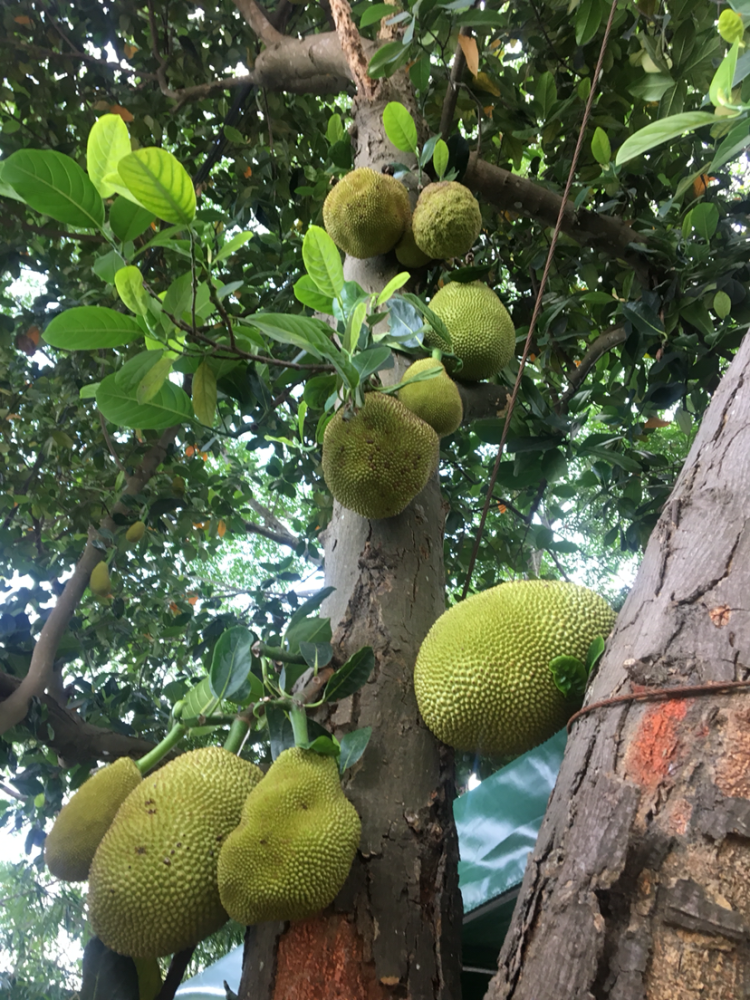 菠萝蜜原来是长在树上的真的刷新认知