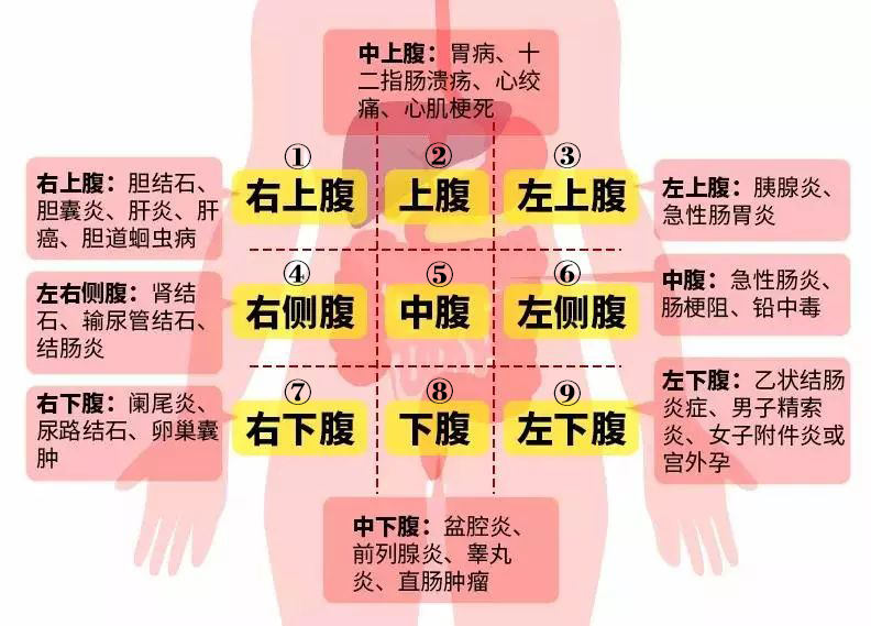 我们先把肚皮分为9个区域,如下图所示 胆结石 痛点 通常在右上腹部