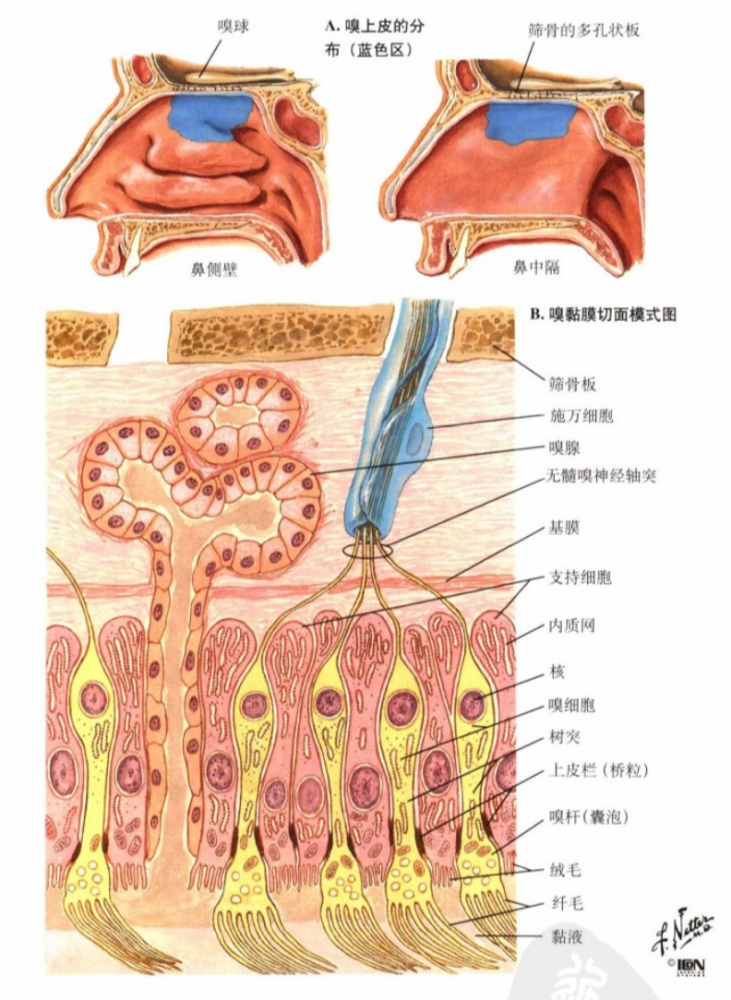 嗅觉感受器《奈特人体生理学彩色图谱》