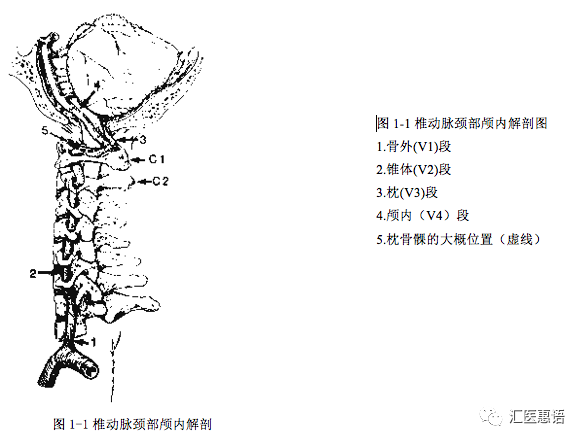 椎动脉入颅后在延髓腹外侧,以与延髓左右基本对称的位置行于延髓池内