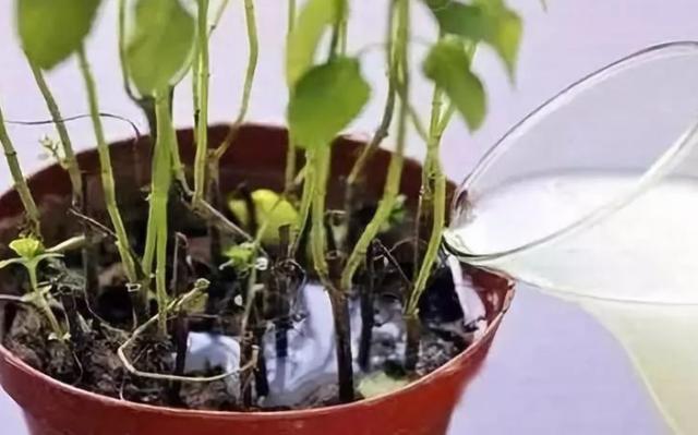 牛奶过期了拿来养花,白得这4大好处,一般人想不到
