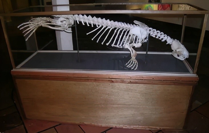 南极发现的骨架属于史前生物?你肯定不知道海豹屁股后面有只"手"
