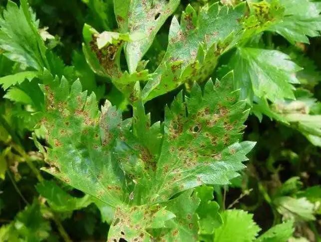 芹菜斑枯病又叫晚疫病,叶斑病,俗称"火龙,是北方保护地芹菜生产上一