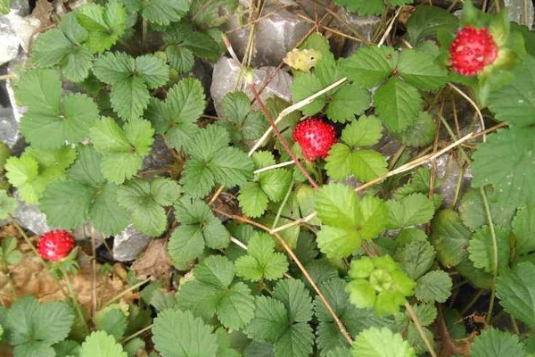 乡下茅房边的"野草莓",小时候摘了不敢吃,殊不知营养价值很高