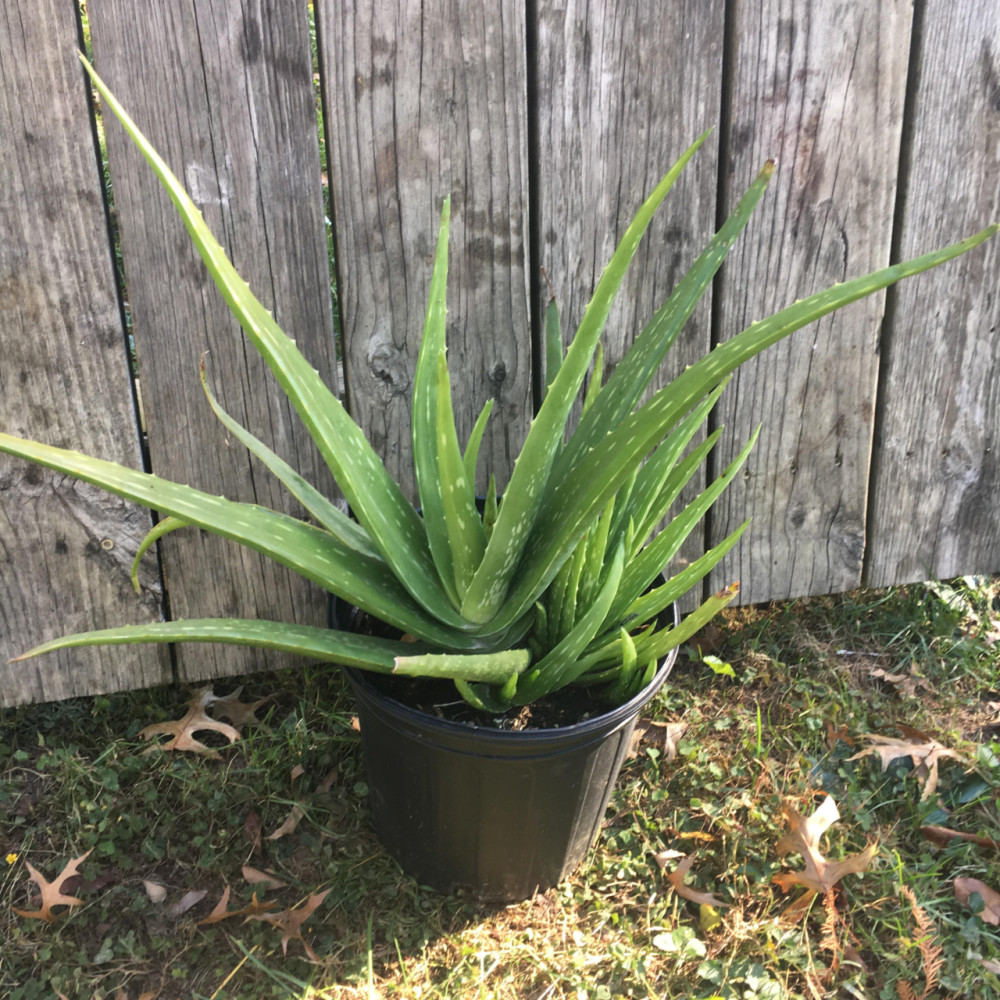 芦荟品种欣赏: 1,美国翠叶芦荟aloe vera l