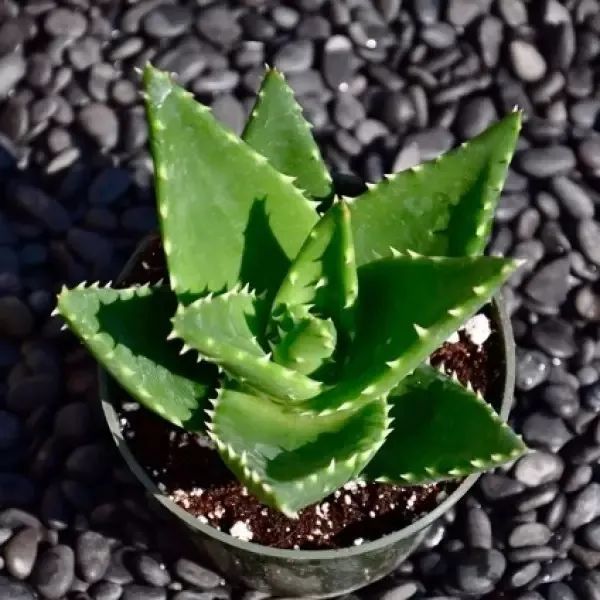 10,不夜城芦荟(aloe perfoliata)