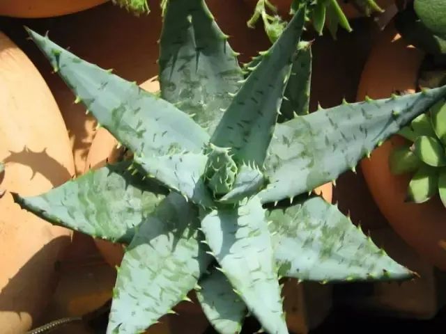 盆栽芦荟常见的品种介绍,养护特别简单,也容易繁殖