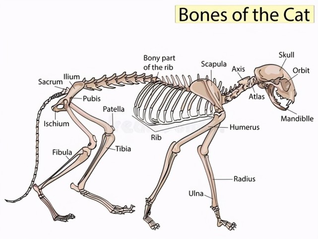 猫的身体骨骼超过230条,人类有206个.特
