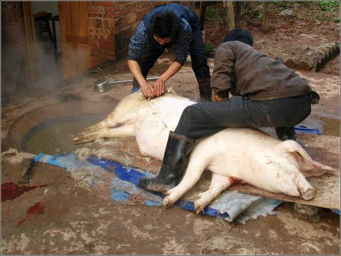 年底了,农村俗语"屠夫不宰五趾猪,守村不守有庙村,这话啥意思呢?