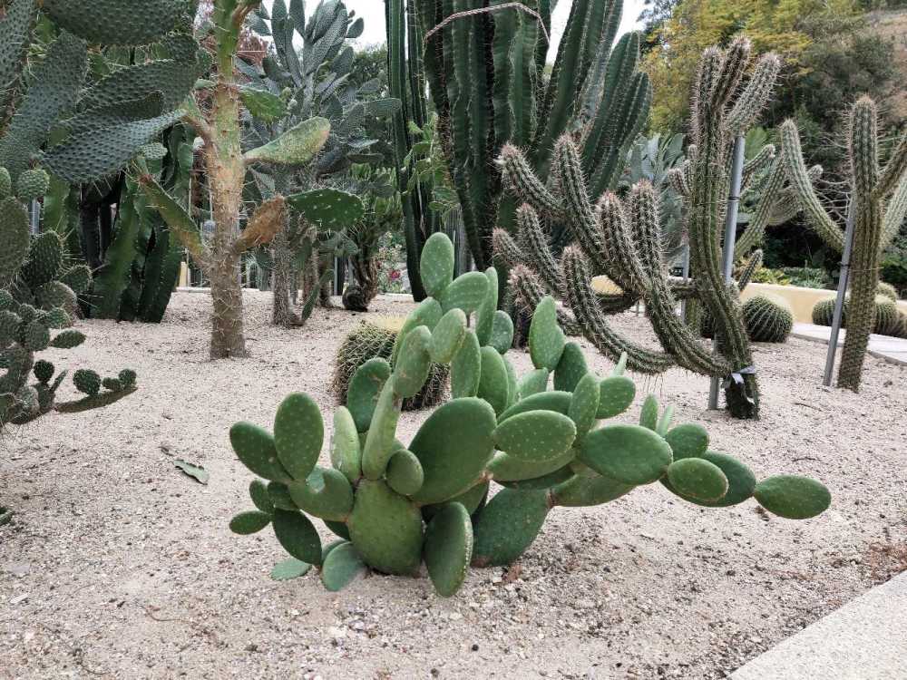 深圳仙湖植物园-仙人掌与多肉园.