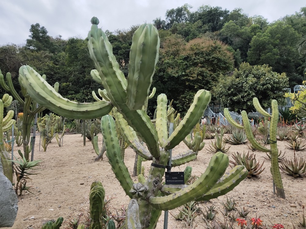 深圳仙湖植物园仙人掌与多肉园