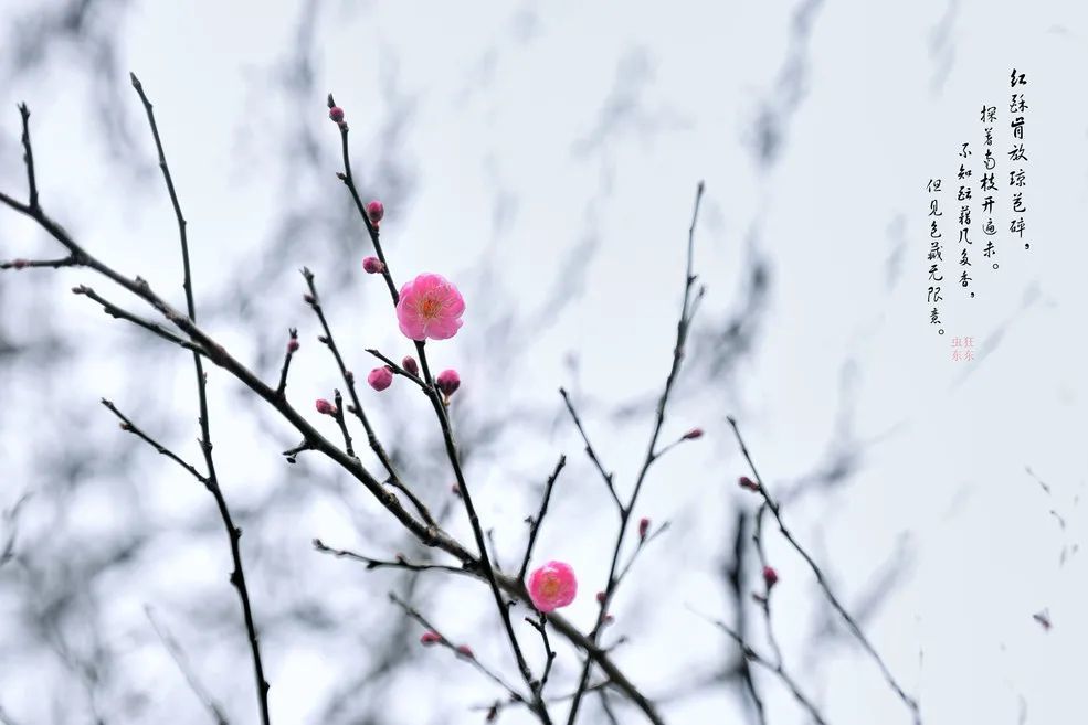 才媛秀笔张力柳絮冻树寒飙赠梅雪欹春岁杪剪流年