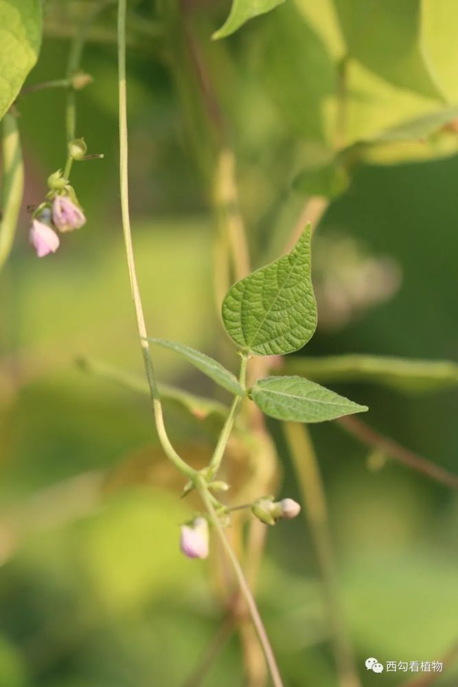 菜豆phaseolus vulgaris