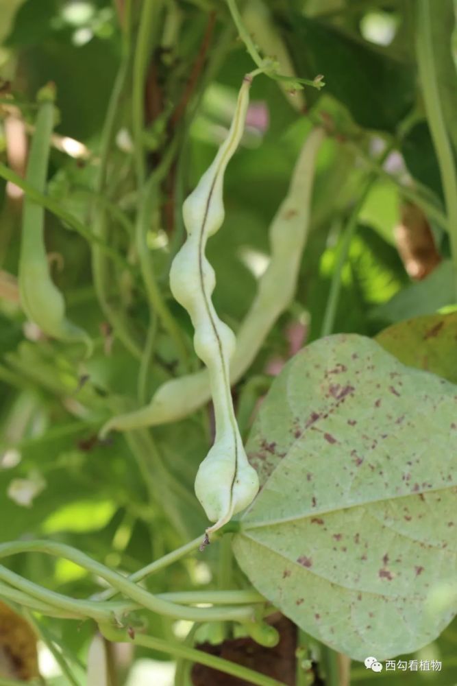 菜豆 phaseolus vulgaris 豆科菜豆属 别名:四季豆 花期5-8月